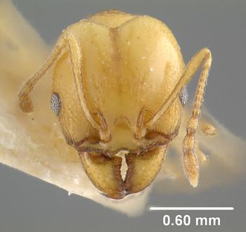 Media type: image;   Entomology 9135 Aspect: head frontal view